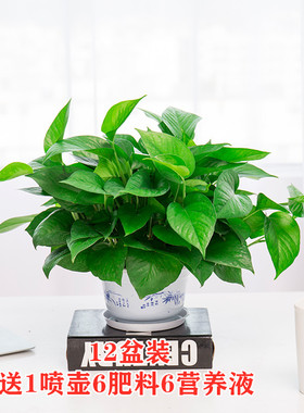 绿萝吸除甲醛大盆栽室内植物净化空气绿植客厅长藤大叶绿箩好养活