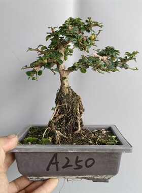 办公桌绿植盆栽摆件桌面树桩室内开花净化空气小叶福建茶盆景新款