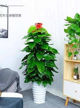 绿箩柱净化空气新房除甲醛大叶绿植盆栽室内耐阴好养植物送货深圳