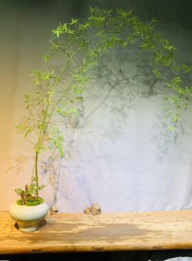 文人小叶簕竹办公室茶台客厅庭院种植室内外绿植盆景一物一图