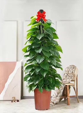 大叶绿萝柱盆栽客厅大型绿植办公室内除甲醛净化空气四季好养绿箩