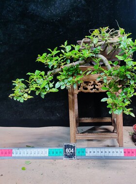 雀梅盆景小叶红芽雀梅悬崖矮霸大树造型微型盆景盆栽绿植一物一拍