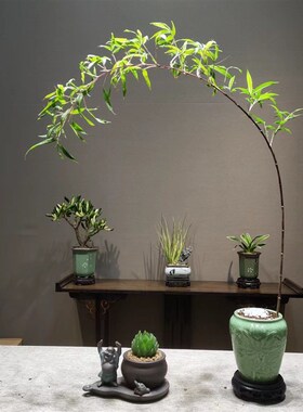 小叶簕竹室内盆栽飘支紫寒竹盆景庭院桌面绿植微盆景竹苗观赏竹