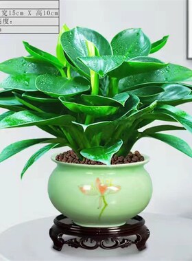 金钻盆栽植物铂金钻绿萝箩水培大叶绿植多肉办公室内懒人好养花卉