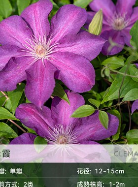 萌木园艺铁线莲大苗爬藤植物盆栽花卉乌托邦