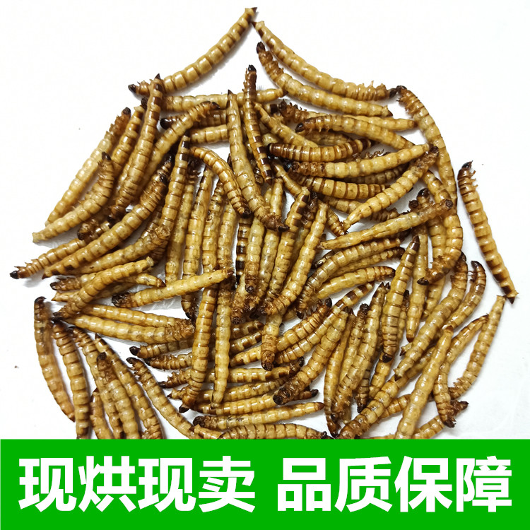 大麦虫干蛋白虫干龙鱼粮食饲料大面包虫干仓鼠龟罗汉血鹦鹉地图鱼图片