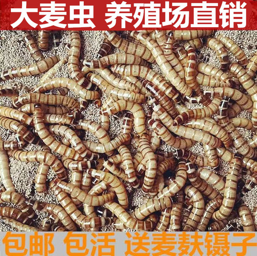 500g包邮鲜活金龙鱼鸟食大麦虫