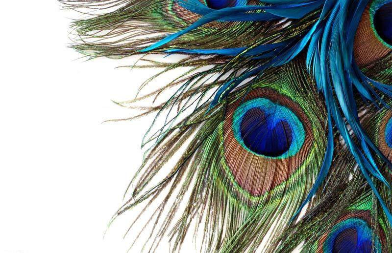 苏绣diy套件初学材料包孔雀羽毛30*46刺绣画学苏绣选尚品