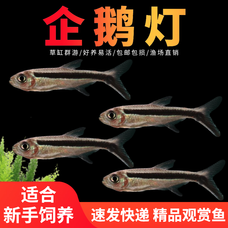 企鹅灯鱼新手可养好养易活