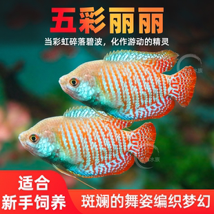 五彩丽丽热带淡水鱼丽丽小型草鱼缸新手活体鱼宠物耐养易活观赏鱼
