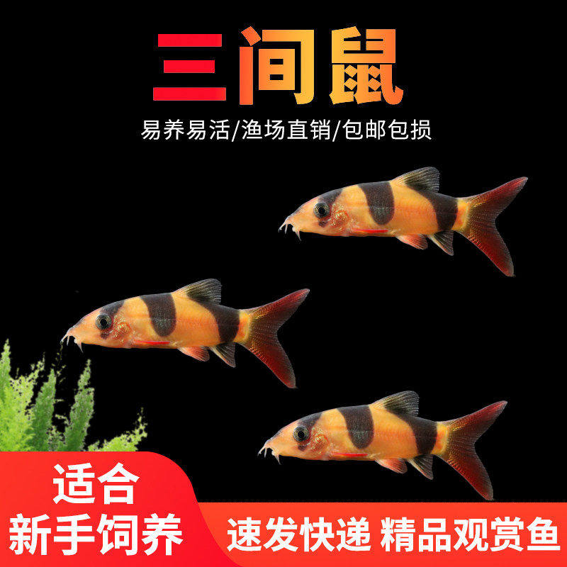 三间鼠鱼活体观赏鱼底层清洁老鼠鱼清缸热带工具鱼除藻垃圾鱼