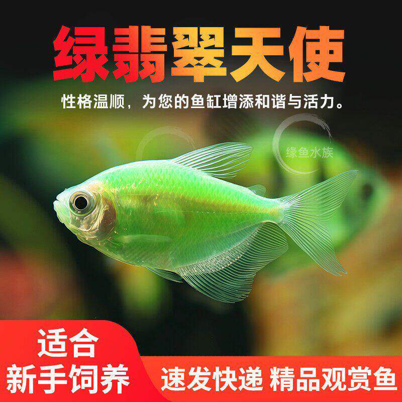 绿翡翠天使鱼热带观赏活鱼孔雀鱼好养淡水金鱼苗天使红绿灯小型鱼