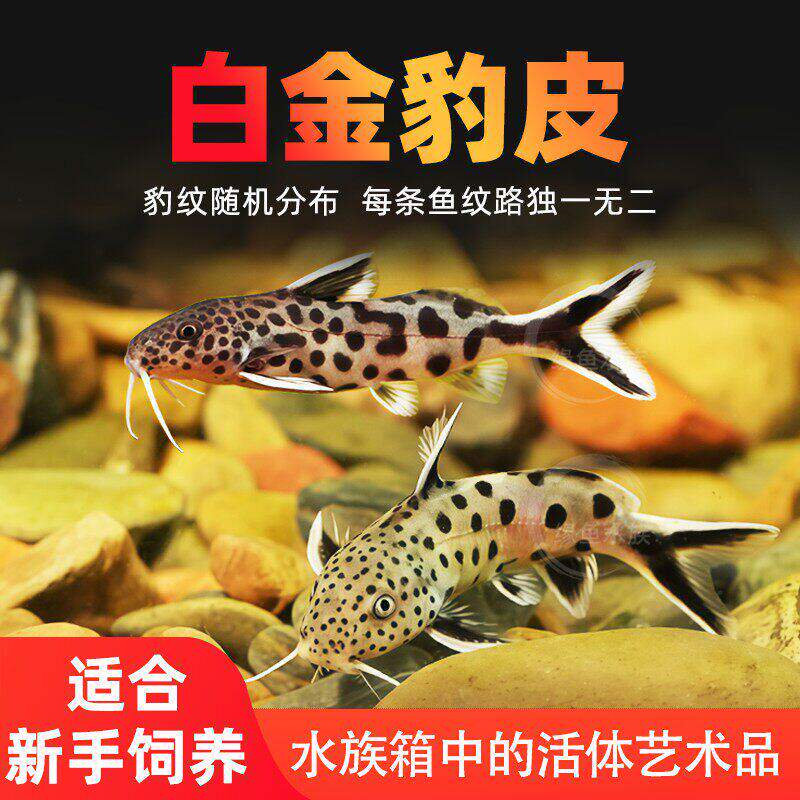 南美白金豹皮鱼倒吊猫大胡子大帆波丽斑马热带鱼慈鲷底栖鱼活体鱼