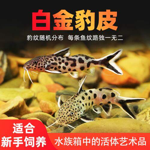 白金豹皮鱼倒吊猫底栖鱼