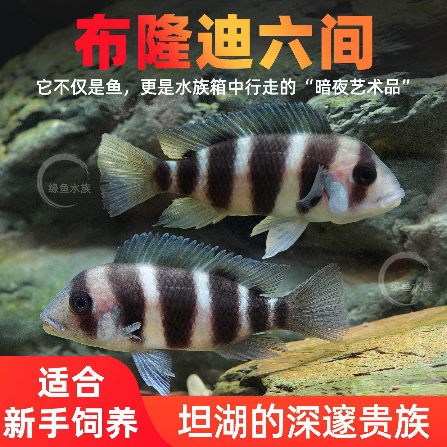 三湖慈鲷鱼布隆迪六间鱼鹅头皇冠坦鲷鱼缸活体热带观赏宠物小型鱼