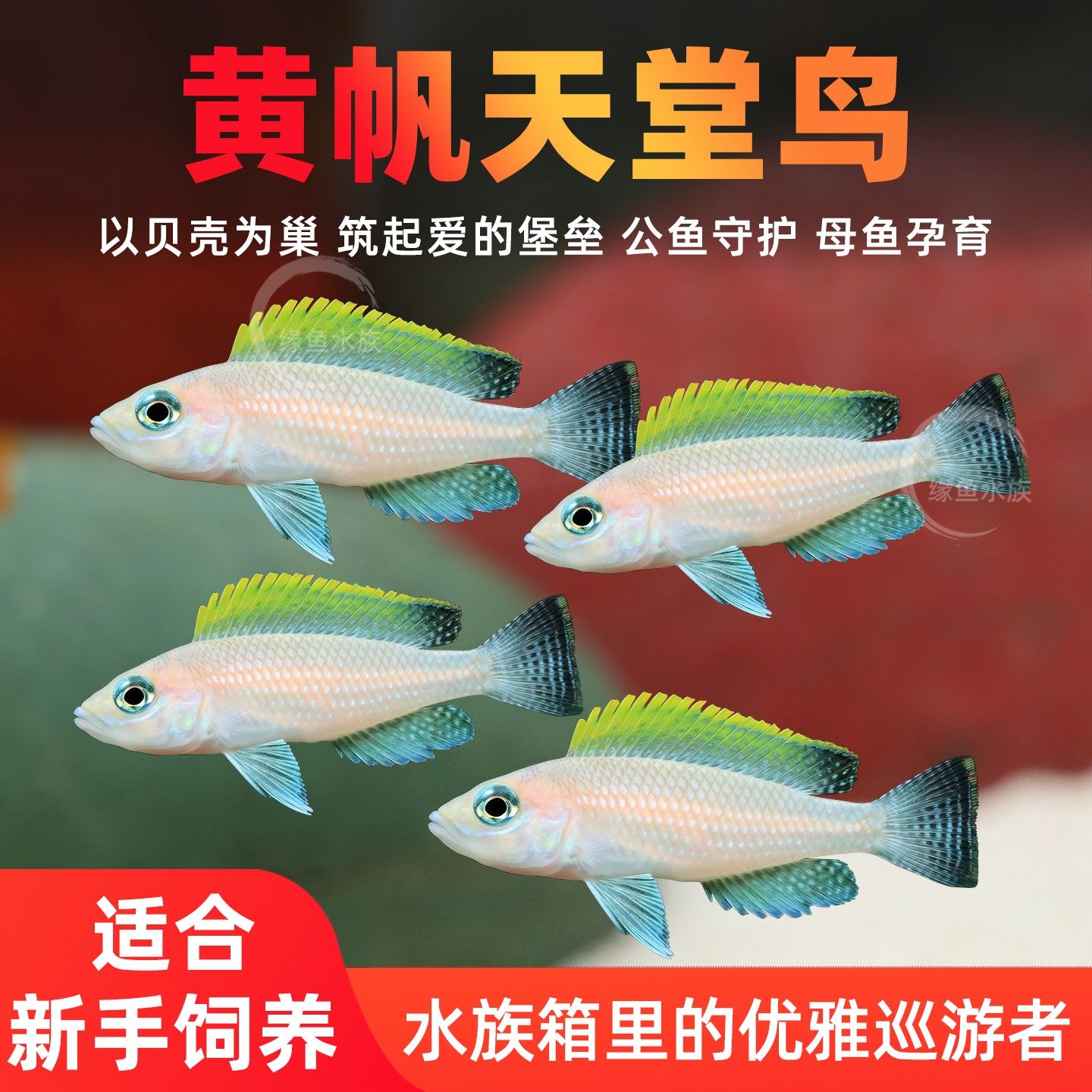 黄帆天堂鸟活体鱼坦鲷热带观赏鱼水族淡水宠物群游三湖慈鲷小型鱼,宠物/宠物食品及用品,鱼,淘宝优惠券,粉丝福利购,淘宝优惠卷