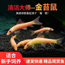 金苔鼠鱼缸清洁工除藻工具鱼小型热带观赏鱼吃垃圾鱼活体清道夫鱼