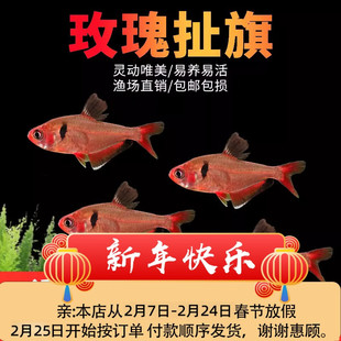 红衣梦幻旗玫瑰扯旗灯鱼热带观赏活体鱼小型草缸群游鱼观赏闯缸鱼