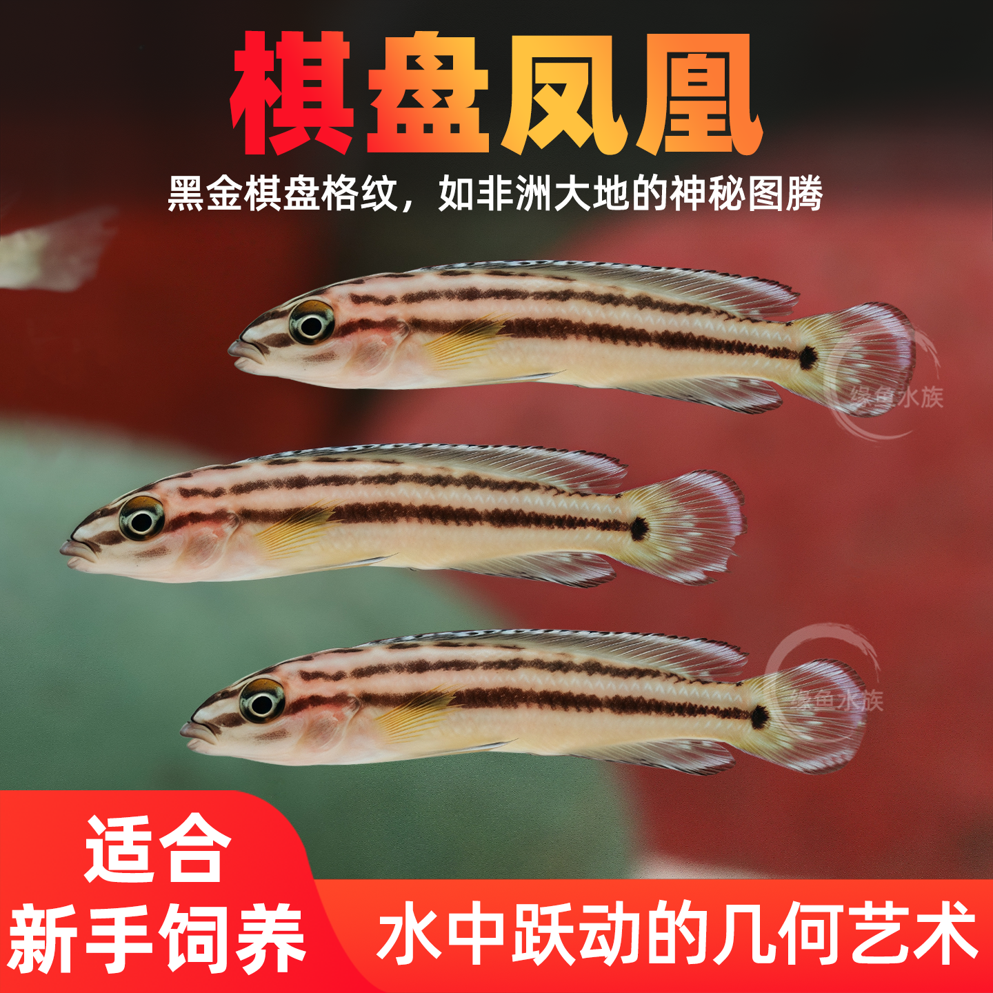 棋盘凤凰鱼三湖坦鲷慈鲷淡水鱼