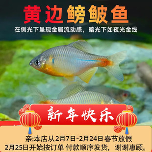 原生黄边鳑鲏鱼汕尾白边鳑鲏青鳞鳑鲏红边鳑鲏鱼冷水鱼观赏鱼包邮