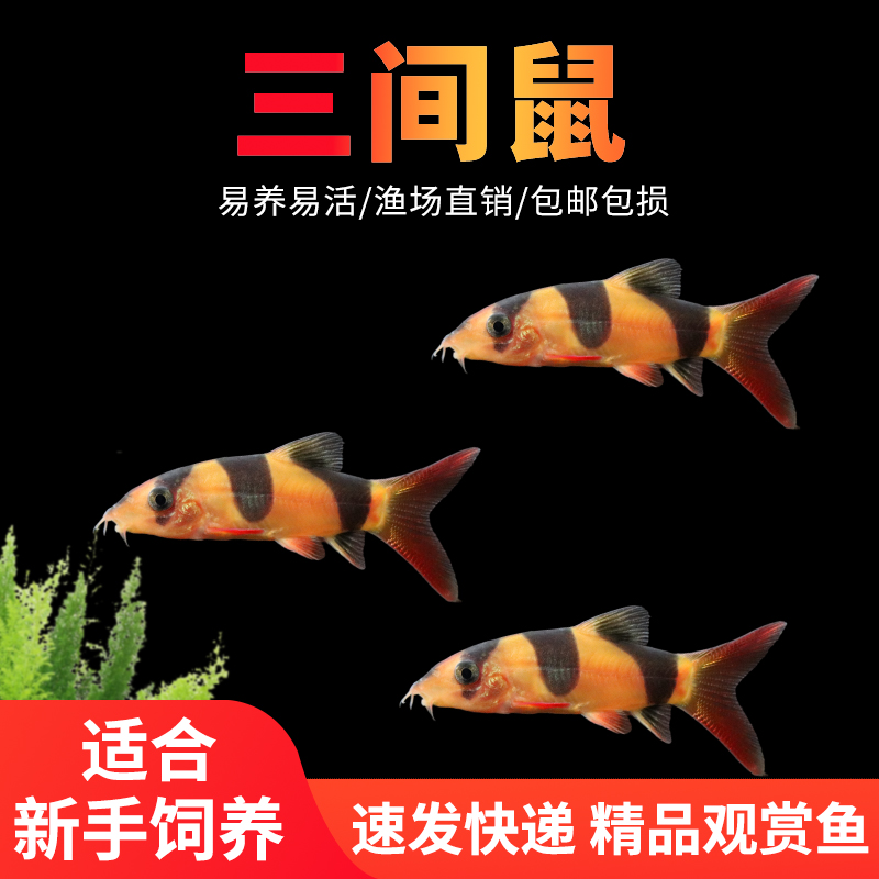 大型三间鼠鱼热带淡水活