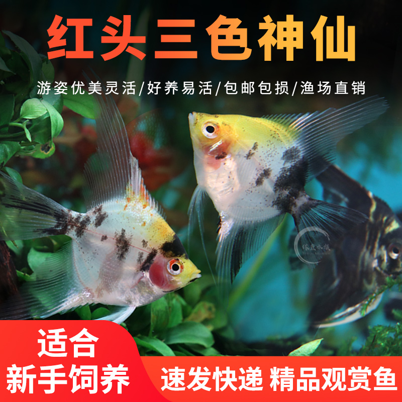 红头三色神仙熊猫燕鱼观赏鱼活体