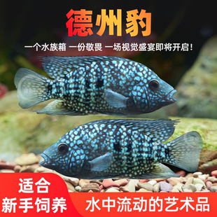 德州豹鱼绿巨人满天星德萨斯豹中大型热带观赏鱼慈鲷发财鱼宠物鱼