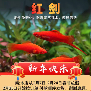 红剑鱼红箭鱼红燕尾双剑鱼玛丽草缸发财鱼小型热带活体胎生观赏鱼