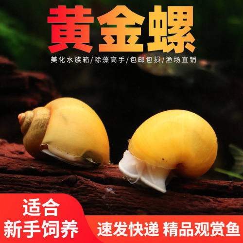 黄金螺新手可养好养易活