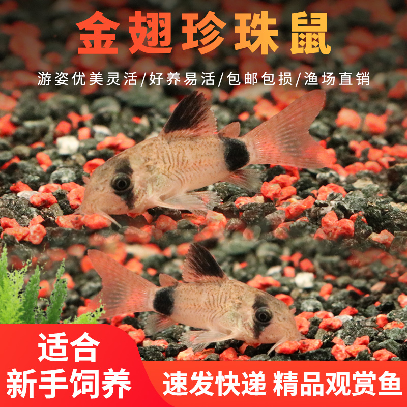 熊猫鼠鱼鼠鱼熊猫鼠缸低栖鱼