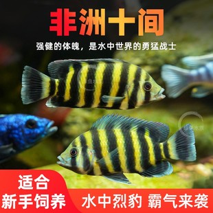 非洲十间鱼虎鱼热带观赏鱼活体鱼大型淡水鱼三湖慈鲷坦鲷马鲷鱼