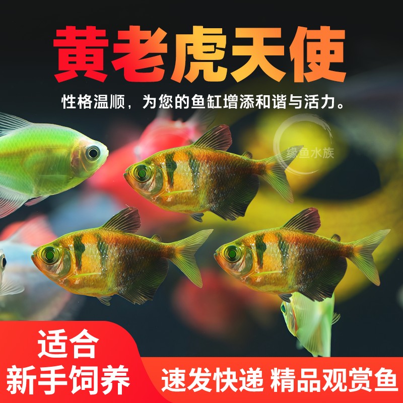 黄老虎天使鱼观赏鱼大号淡水热带