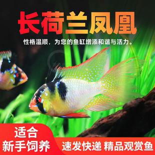 长荷兰凤凰鱼短鲷鱼长身凤凰鱼金波子鱼热带观赏小型鱼活体宠物鱼