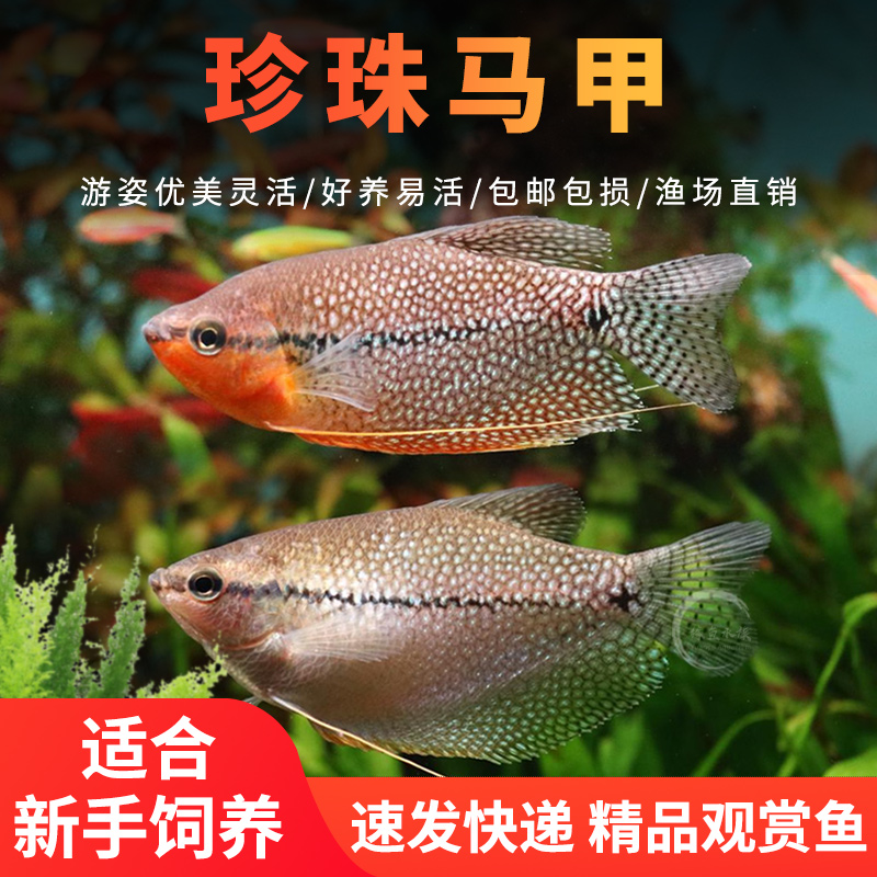 珍珠马甲鱼黄金马甲球