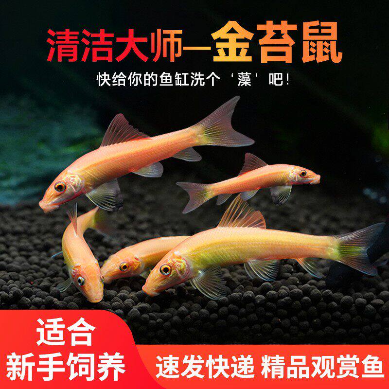 金苔鼠鱼缸清洁工具鱼小型热带观赏淡水鱼去垃圾鱼活体清道夫小鱼