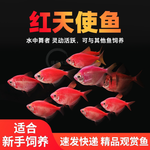 七彩天使观赏鱼小型淡水热带鱼