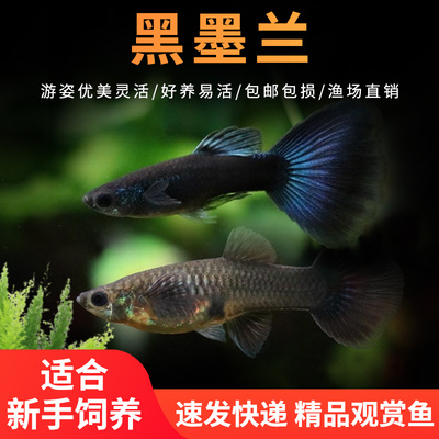 黑墨兰孔雀鱼黑礼服大尾临产