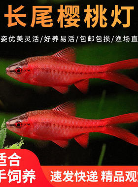 长尾樱桃灯红玫瑰鱼草缸小型鱼热带鱼观赏鱼淡水耐活活体宠物小鱼