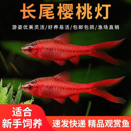 长尾红玫瑰樱桃灯鱼小型观赏灯鱼