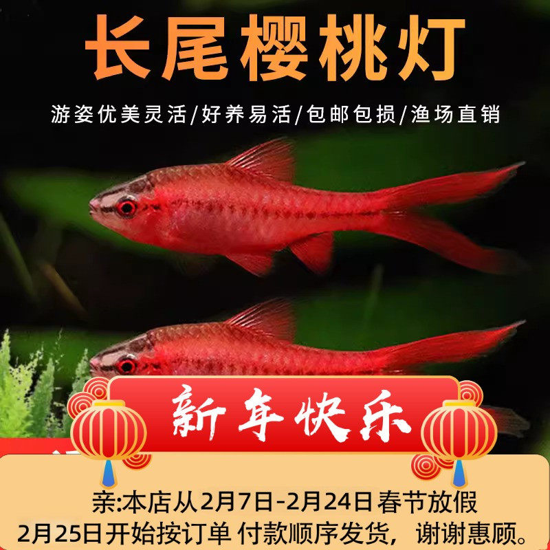 长尾樱桃灯红玫瑰鱼草缸小型鱼热带鱼观赏鱼淡水耐活活体宠物小鱼