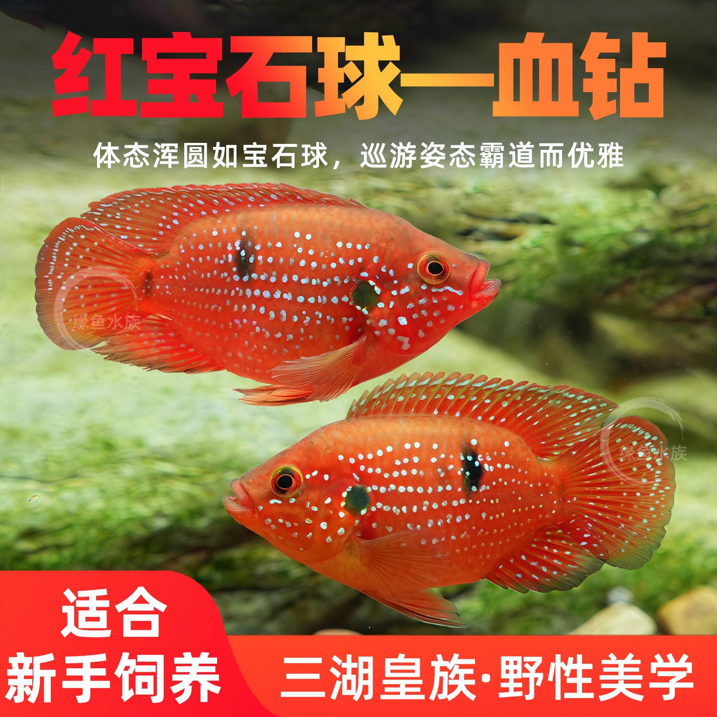 红宝石球鱼血钻热带淡水鱼球型