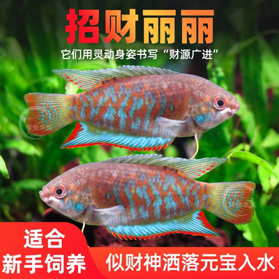 招财丽丽热带淡水鱼草鱼缸小型鱼