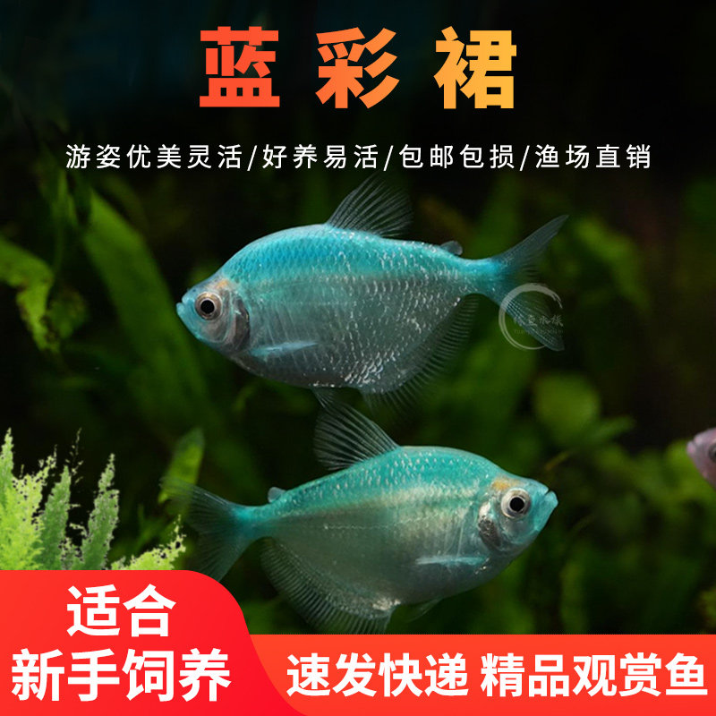 蓝彩群鱼热带鱼观赏鱼彩裙鱼天使观赏鱼小型斑马鱼好养孔雀鱼活体