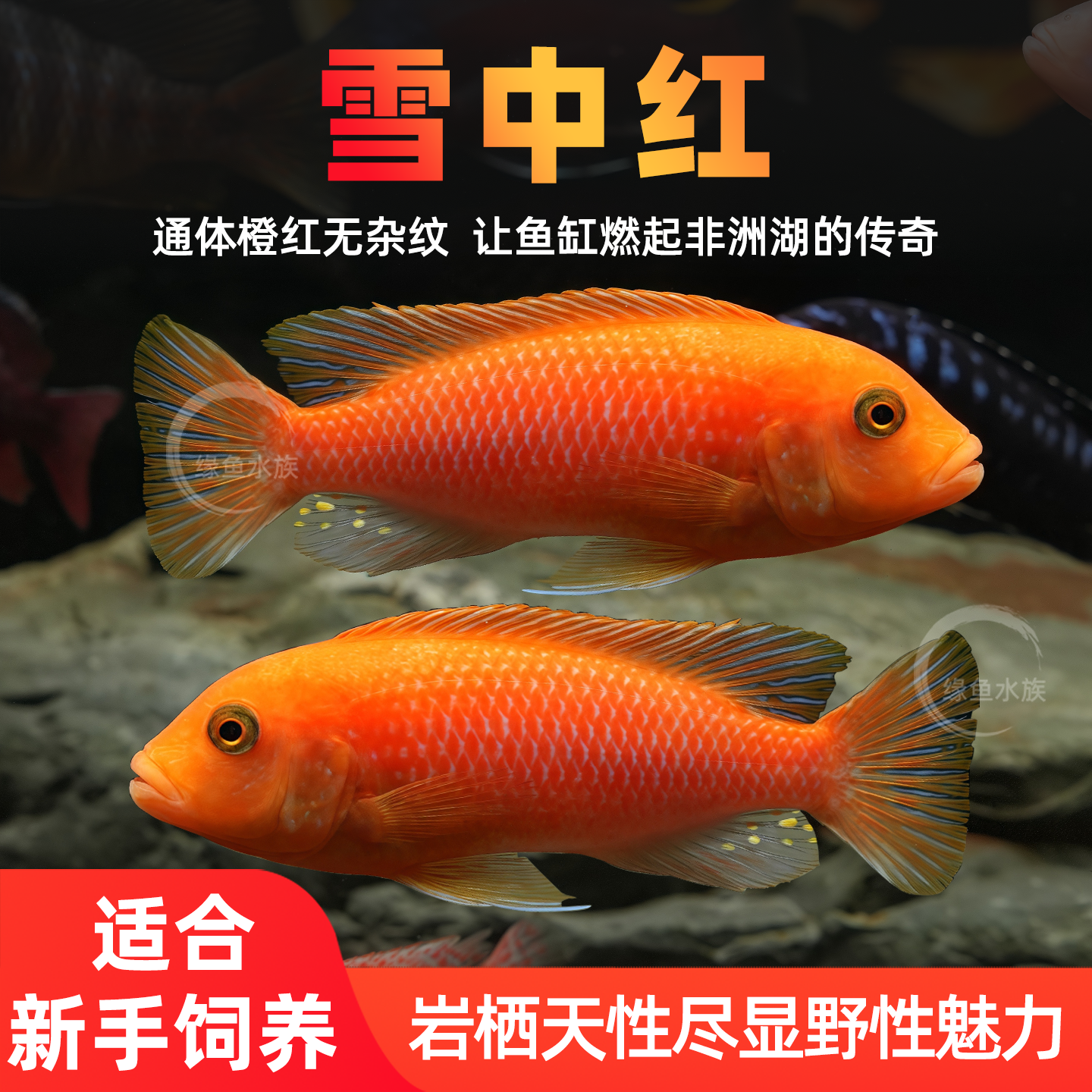 三湖慈鲷鱼马鲷雪中红热带观赏鱼