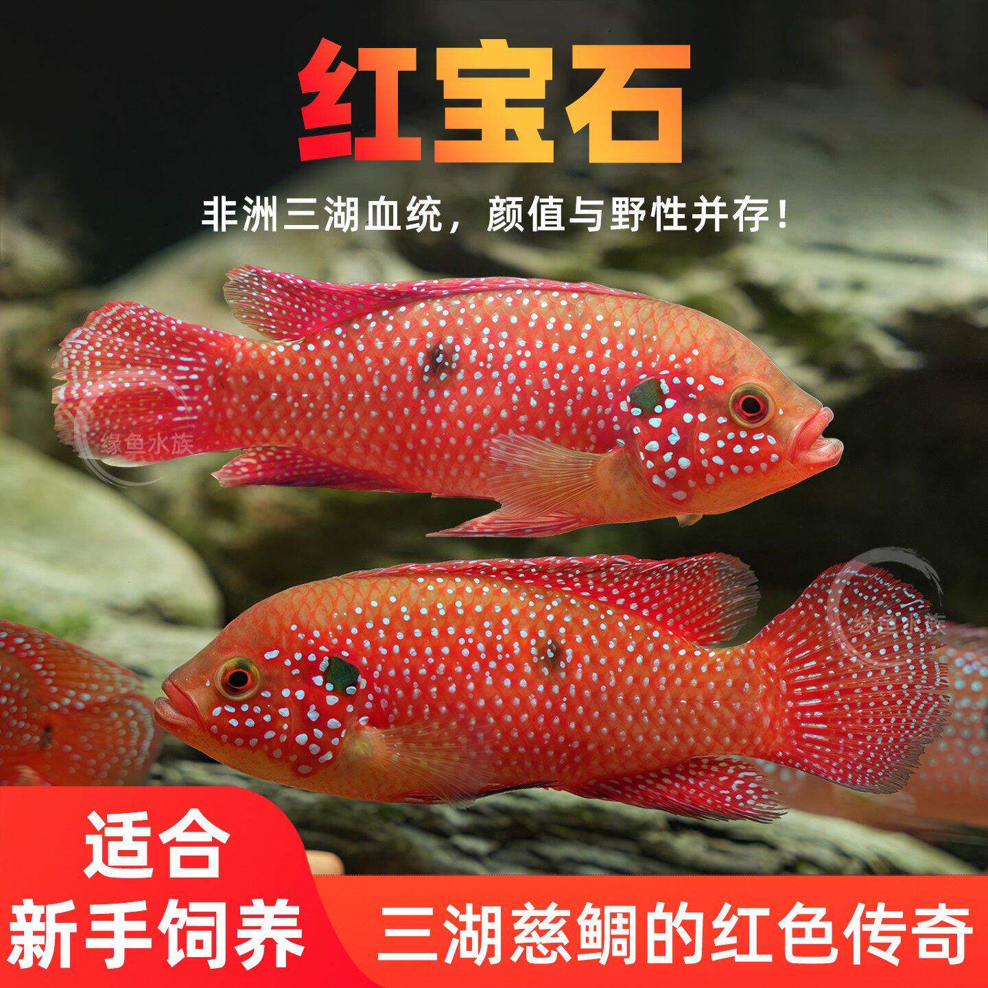红宝石鱼热带观赏鱼血钻三湖慈鲷鱼活体淡水鱼宠物鱼包活好养包邮