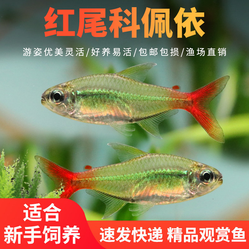 红尾科佩依翠绿南美鱼高端灯科鱼草缸群游霓虹灯鱼活体热带观赏鱼