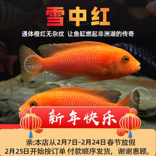 三湖慈鲷鱼马鲷雪中红热带观赏鱼活体鱼缸中小型淡水宠物混养小鱼