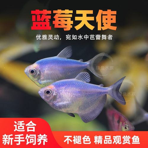 鱼爱之家蓝莓天使鱼观赏群游鱼