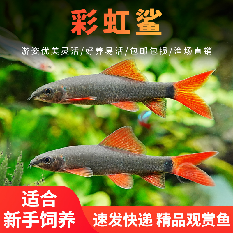 彩虹鲨鱼清道夫热带小型观赏鱼