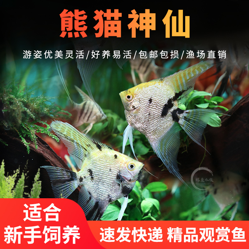 熊猫神仙鱼燕鱼淡水好养宠物活体